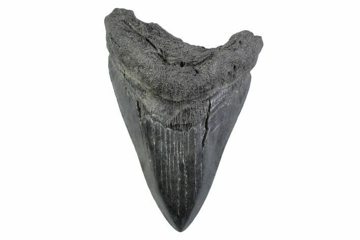 Serrated, Fossil Megalodon Tooth - South Carolina #362183